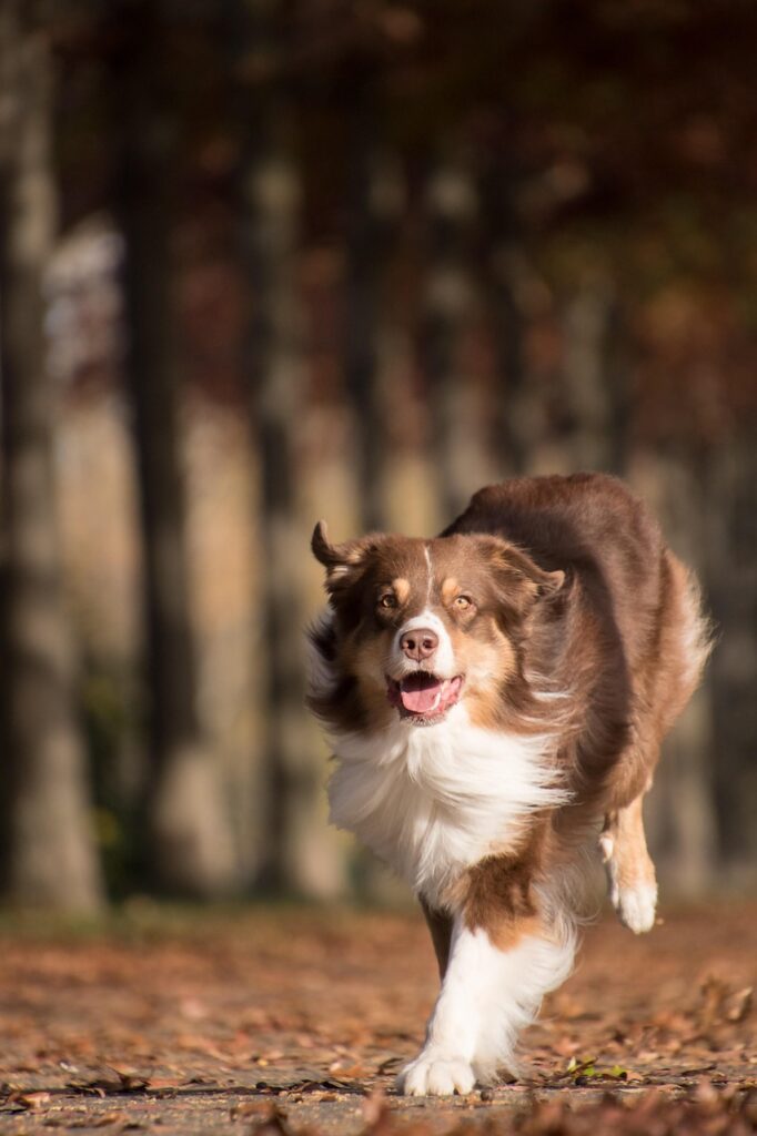 dog, pet, australian shepherd, animal, domestic dog, canine, nature, mammal, cute, adorable, running